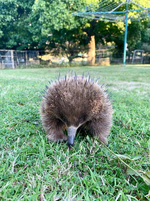 Giants Table And Cottages - Darwin Holiday 6