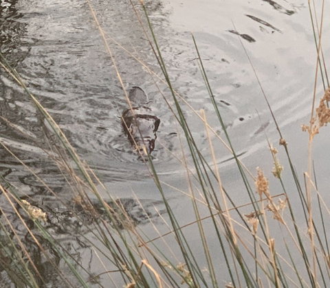 Giants Table And Cottages - Darwin Holiday 4