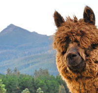 Maydena Mountain Cabins - Darwin Holiday