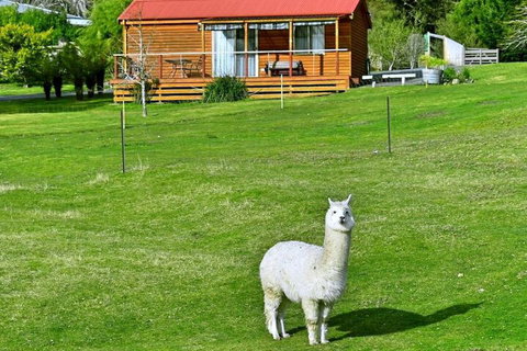 Maydena Mountain Cabins - Darwin Holiday 2