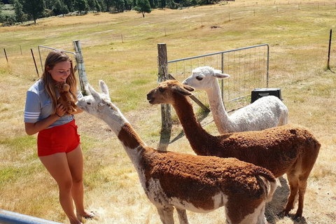 Maydena Mountain Cabins - Darwin Holiday 7