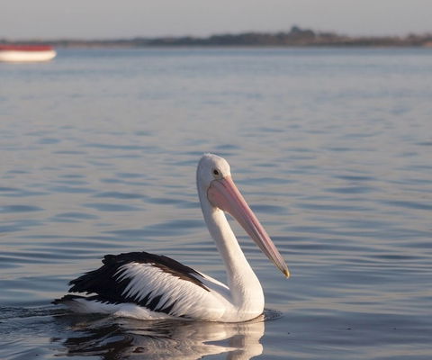Oak Tree Lodge - Darwin Holiday 1