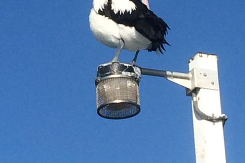 Sanctuary Lakes Fauna Retreat - Darwin Holiday 3