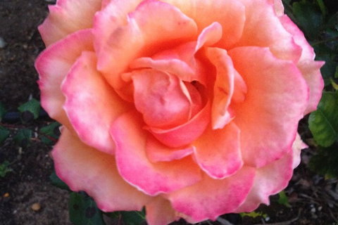 Augusta Escape Holiday Units - Darwin Holiday 1