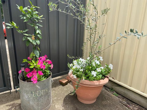 Bendigo Backpackers - Darwin Holiday 2