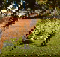 Enderslie House Bed  Breakfast - Darwin Holiday