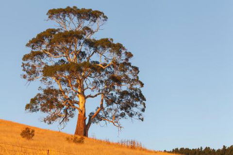 2 Dukes Daylesford - Darwin Holiday 5