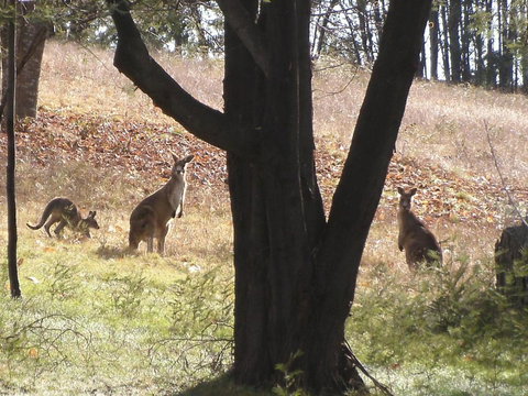 Stanley Goose Cottage - Darwin Holiday 4