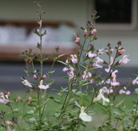 Serendipity on Allyn - Darwin Holiday