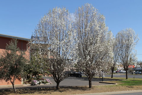 Forbes Victoria Inn - Darwin Holiday 1