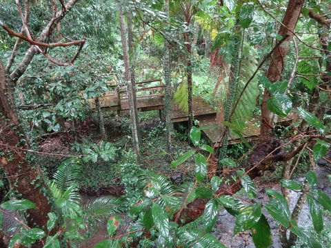 Treetops Accommodation Montville - Darwin Holiday 5