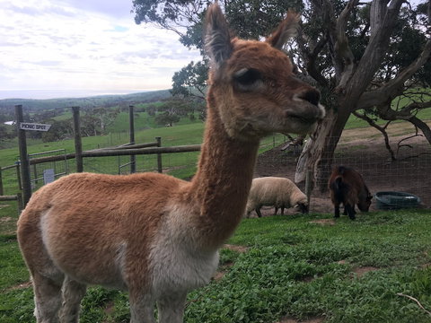 Morella Farm Stay - Darwin Holiday 0