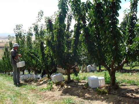 Somercotes - Darwin Holiday 4