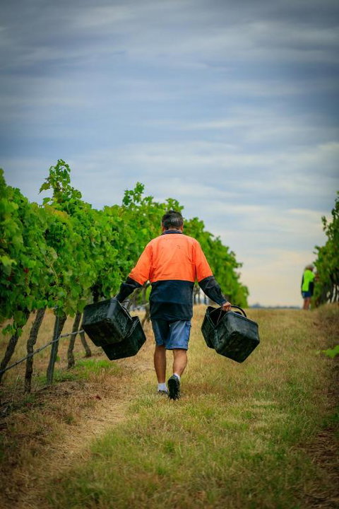 Hanging Tree Wines - Darwin Holiday 3