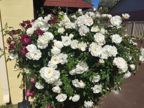 Observatory Guesthouse - Adults Only - Darwin Holiday 6