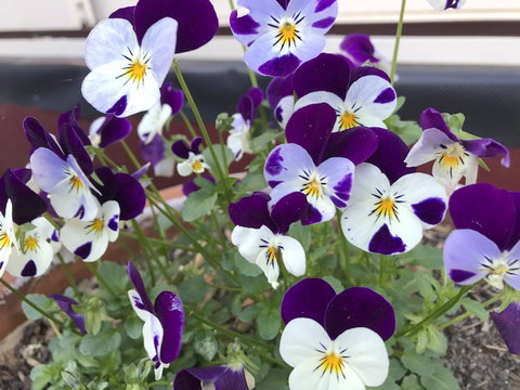 Kurrara Historic Guest House - Darwin Holiday 1