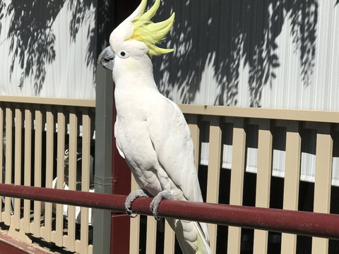 Kurrara Historic Guest House - Darwin Holiday 0