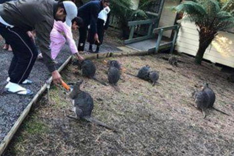 Fauna Australia Wildlife Retreat - Darwin Holiday 5