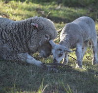 Clandulla Cottages - Darwin Holiday