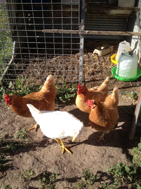 Ingenia Holidays Lake Hume - Darwin Holiday 1