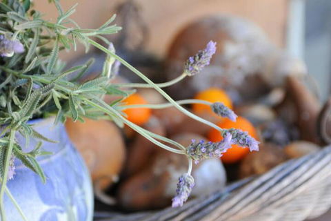 Lavender Farm - Darwin Holiday 5