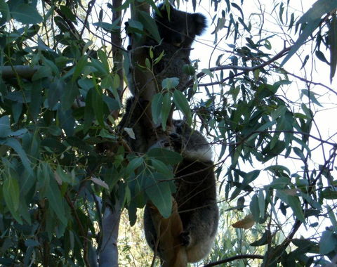 Friends At McLaren Vale - Darwin Holiday 1