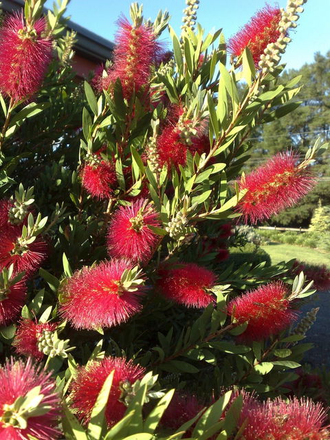 Melview Greens Serviced Apartments - Darwin Holiday 4