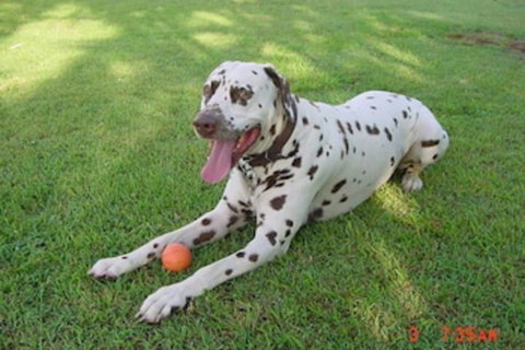 Tropical Coast Retreat - Darwin Holiday 3