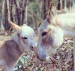 Donkey Tales Farm Cottages - Darwin Holiday