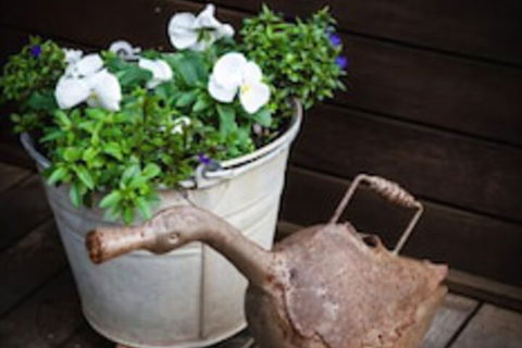 Mornington Bed And Breakfast - Darwin Holiday 1