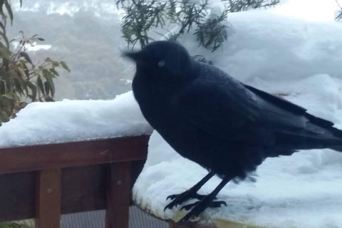 Aneeki Ski Lodge - Darwin Holiday 2