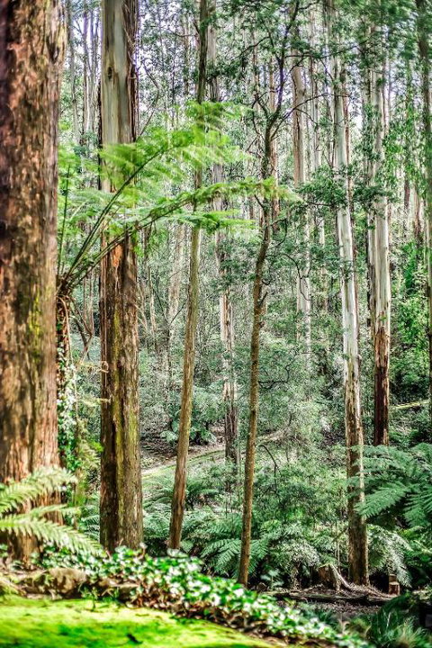 Fernglen Forest Retreat - Darwin Holiday 1