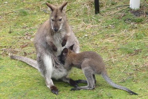 Base Camp Tasmania - Darwin Holiday 5