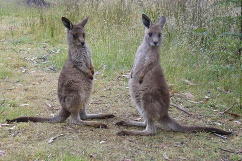 Base Camp Tasmania - Darwin Holiday 2