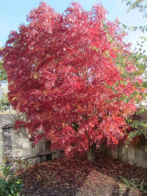 Elm Trees Accommodation At Ross - Darwin Holiday 6