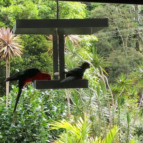 PK Illusions - Darwin Holiday 3