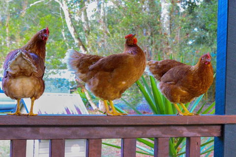 PK Illusions - Darwin Holiday 4