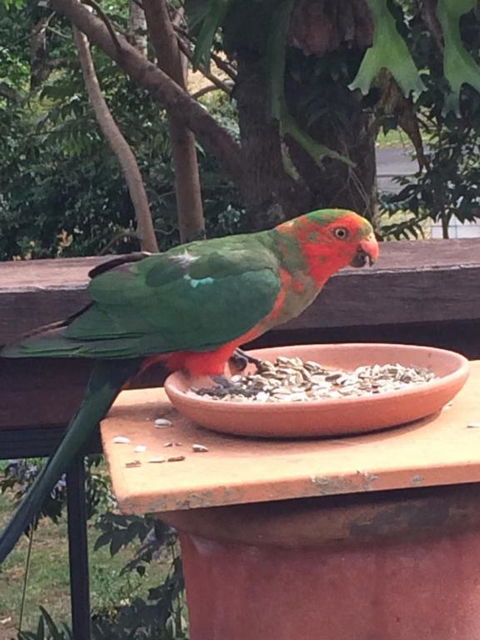 PK Illusions - Darwin Holiday 6