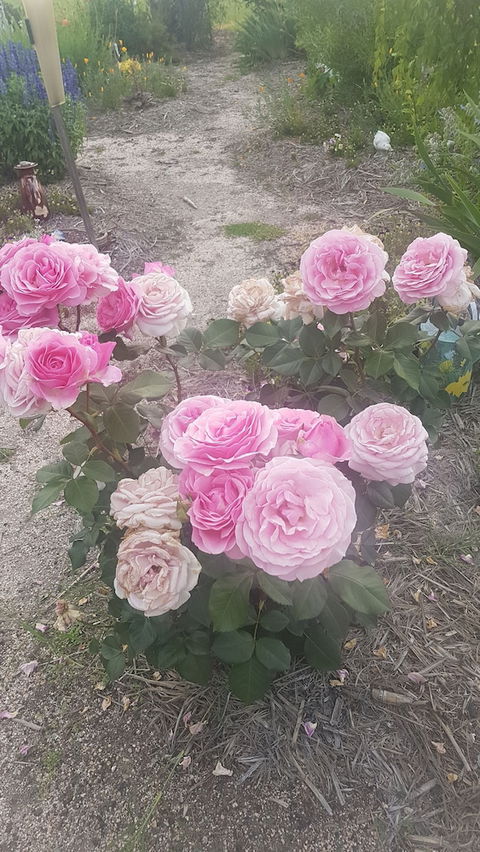 Grovely House Bed & Breakfast - Darwin Holiday 1