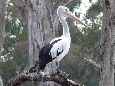 Meramie Motor Inn - Darwin Holiday 16