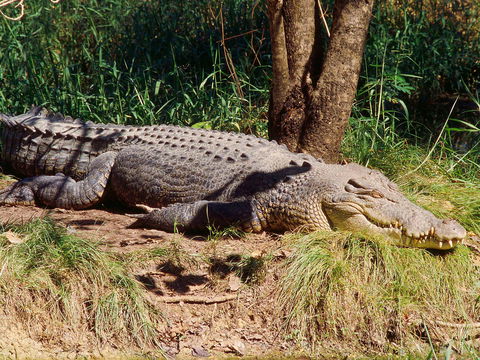 Mercure Darwin Airport Resort - Darwin Holiday 17