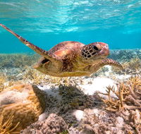 Heron Island Resort - Darwin Holiday