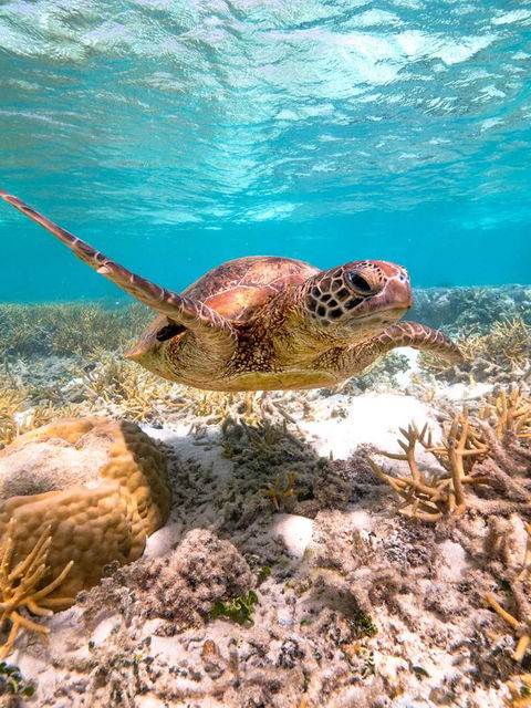 Heron Island Resort - Darwin Holiday 0
