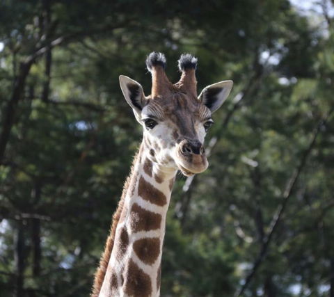 Modern Executive Apt@Barton*1BR*WiFi*Gym*Secure Parking*Canberra - Darwin Holiday 29