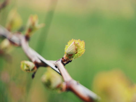 Lost In The Vines - Darwin Holiday 16