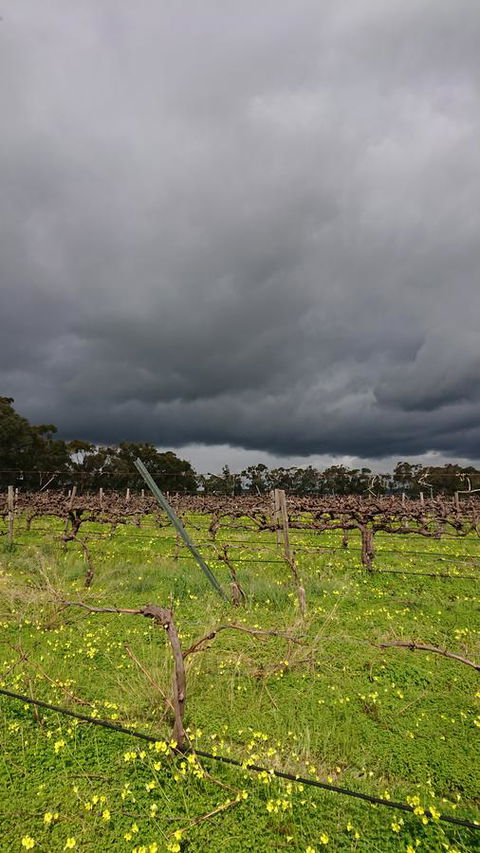 Lost In The Vines - Darwin Holiday 27