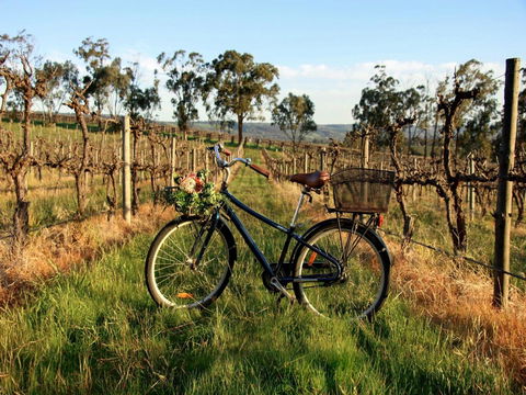 Lost In The Vines - Darwin Holiday 17