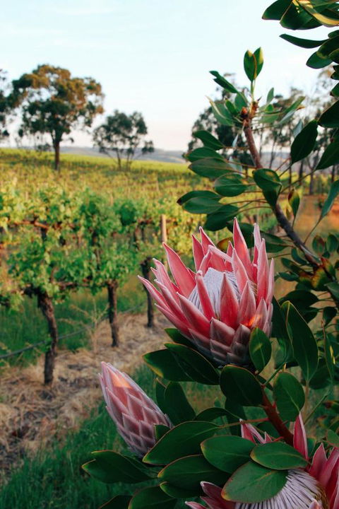 Lost In The Vines - Darwin Holiday 14