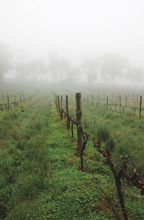 Lost In The Vines - Darwin Holiday 15