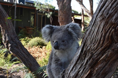 Kangaroo Island Wilderness Retreat - Darwin Holiday 6
